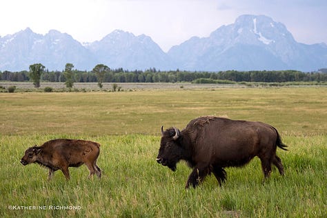 Photo 1- Mama and baby moose in tall grass; Photo 2- Lone bison against mountain backdrop; Photo 3- her of bison; Photo 4- 2 male bison locked heads during the bison rut; Photo 5- bison herd among the dust they kicked up; Photo 6- Mama and baby bison against the mountain backgdrop