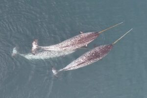 The Arctic's iconic narwhal, renowned for its long, spiral tusk, is one of nature's most fascinating creatures.