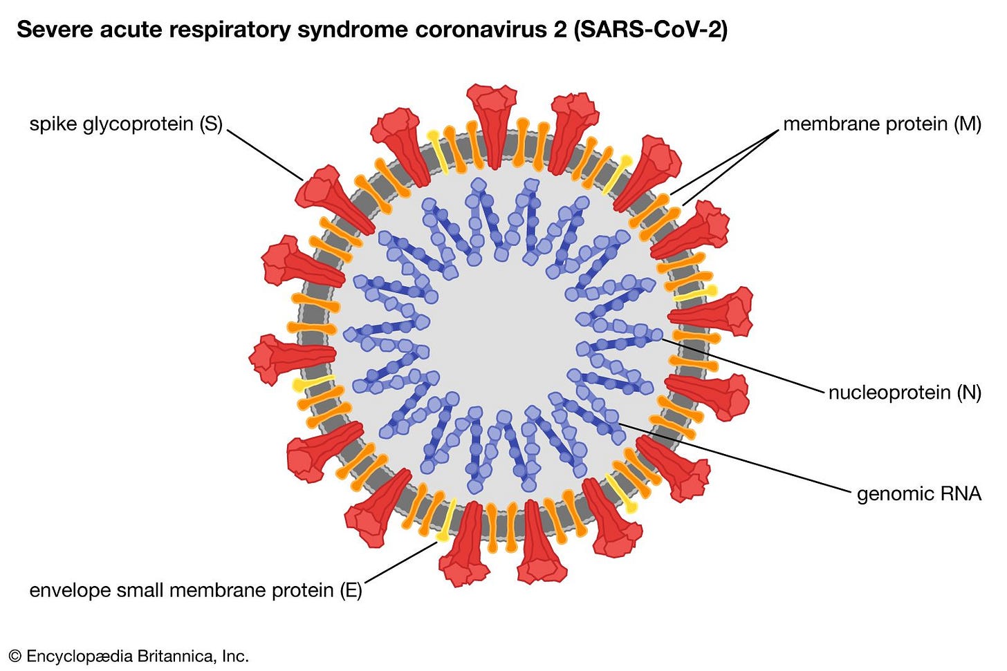 SARS-CoV-2 | virus | Britannica SARS-CoV-2 | virus | Britannica