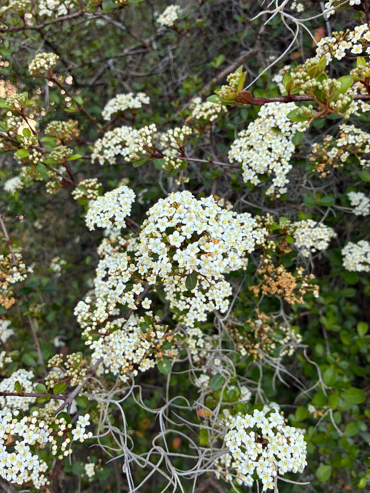 Current blooms in the Florida-Friendly Landscaping demo garden includes yellow blooms of golden trumpet tree, red-orange tubular flowers of coral honeysuckle, tiny clusters of white flowers of Walter's viburnum, and red spikes of coral bean tree.