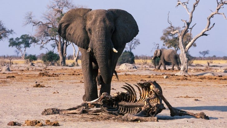 The truth about animal grief | BBC Earth