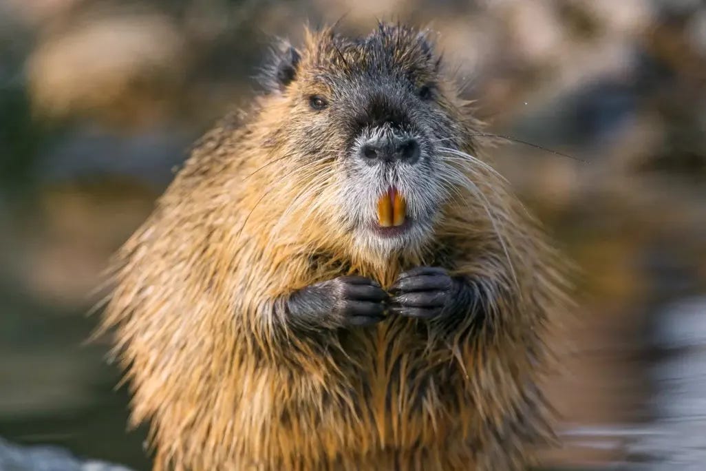 A nutria by the water