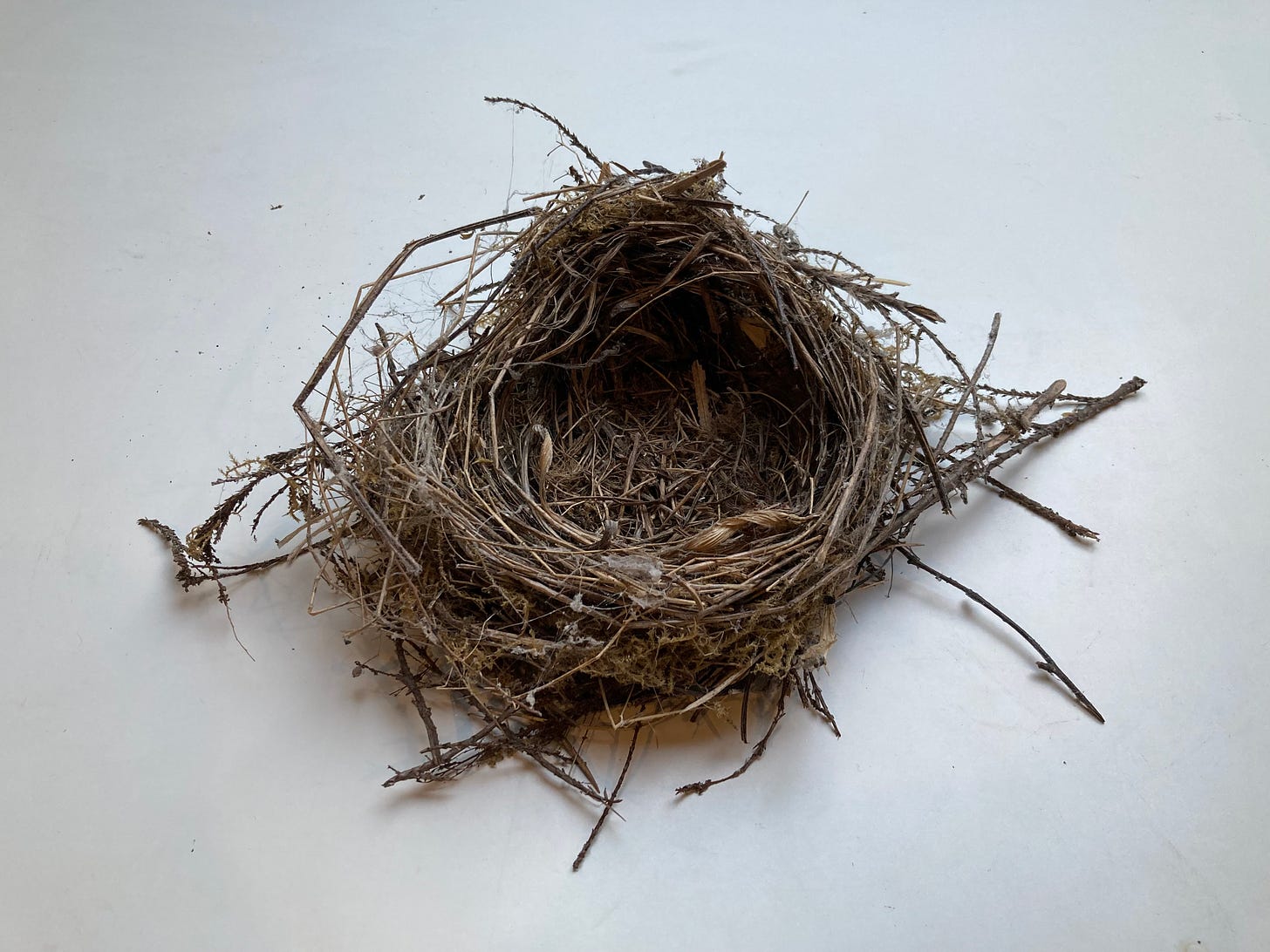 How to weave a nest - Alice Fox’s Substack