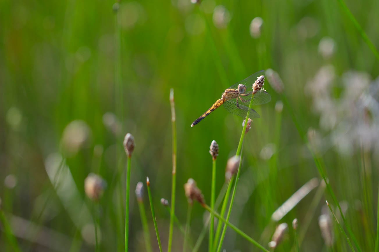 A small yellow dragonfly clings to a rush, amidst a large group of rushes