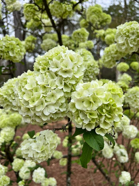 flowers from the birmingham botanical gardens