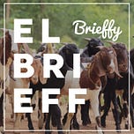 Brieffy