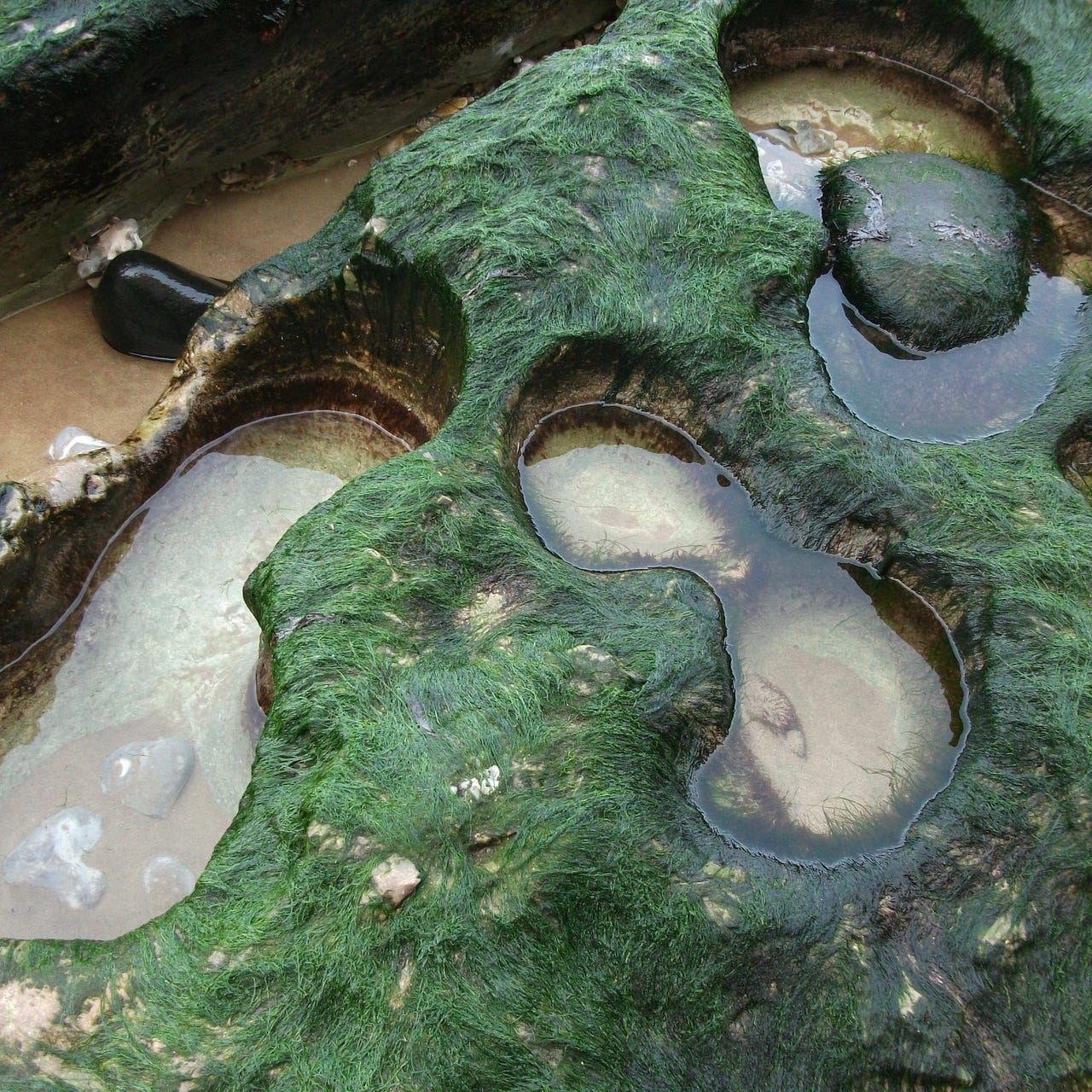 High Functioning Flesh