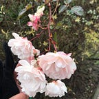 Kateřina Love - Zlatá Transformace