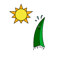 happy little plant in the sunshine