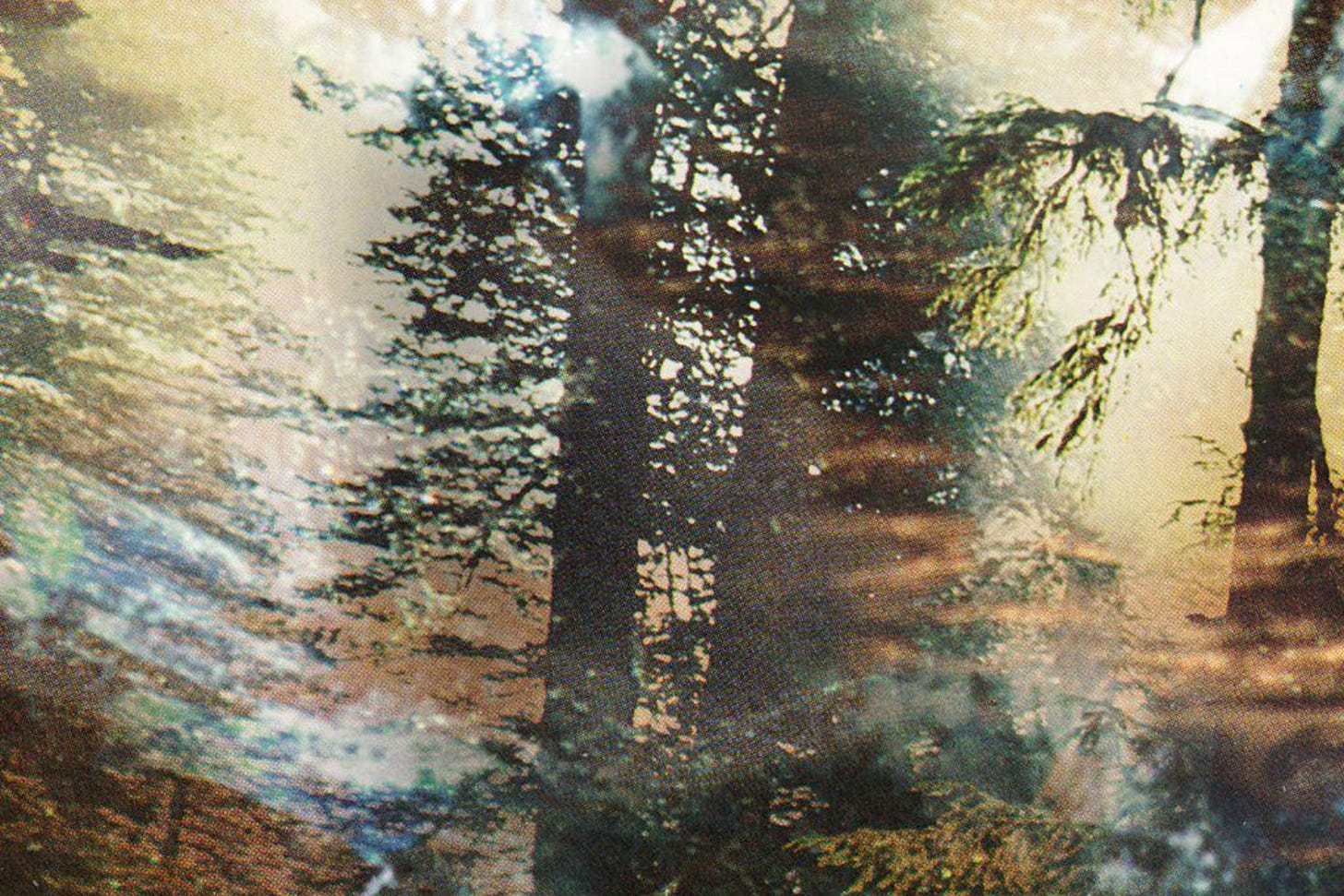 Forest by Adam Meyer. Forest by Adam Meyer.