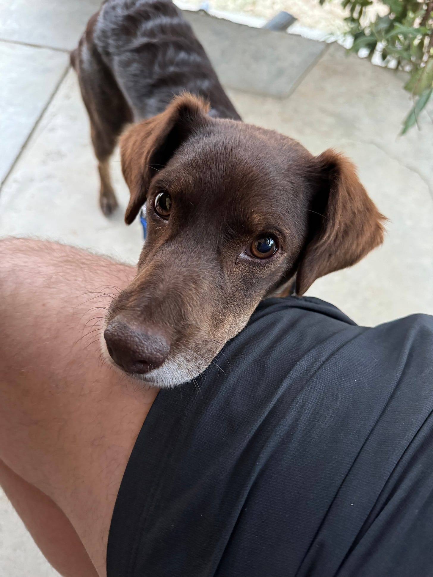 Our dog Loo putting his head on my leg during dinner at a restaurant.