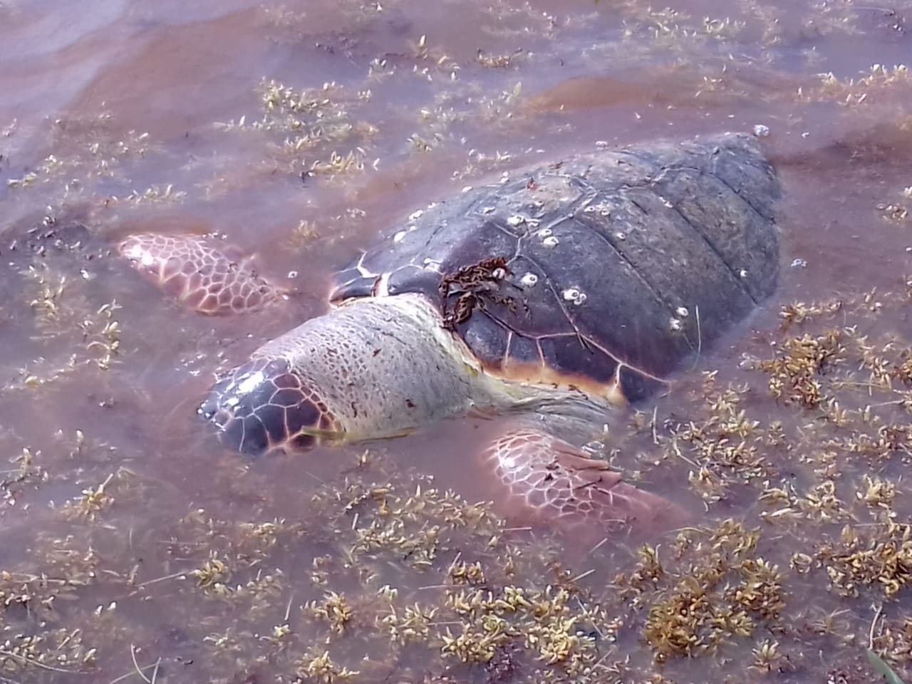 Tortugas, primeras víctimas del sargazo que recala en ...