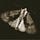 Willful Butterfly