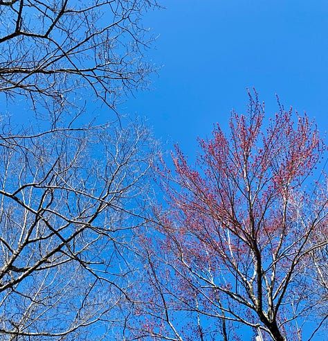 A view of early-spring flowers and maple trees.