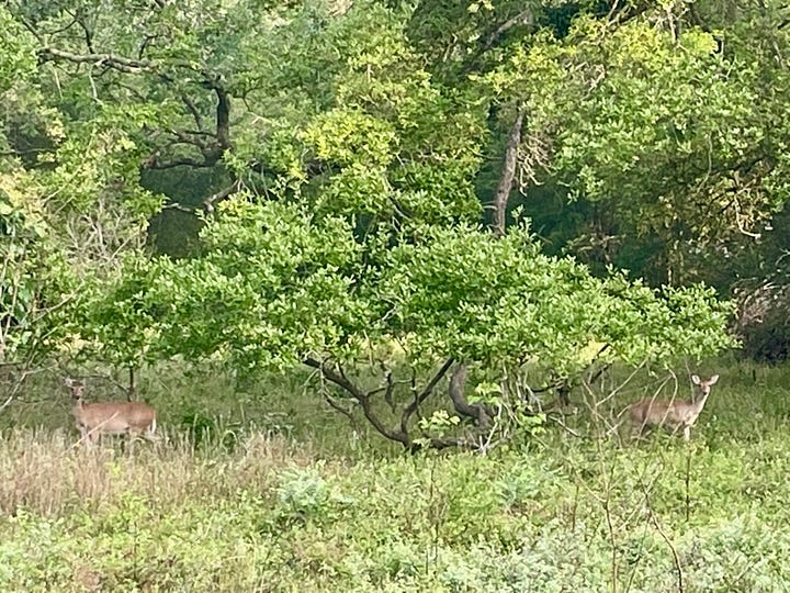 Photos of deer, birds and an alligator.