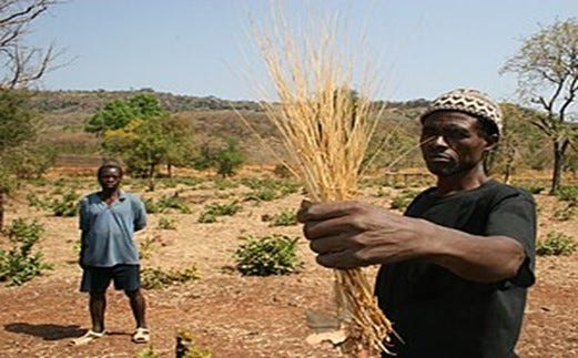 man holding Fonio grain 