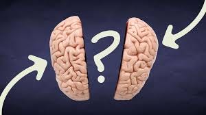 Brain | Definition, Parts, Functions ... Brain | Definition, Parts, Functions ...
