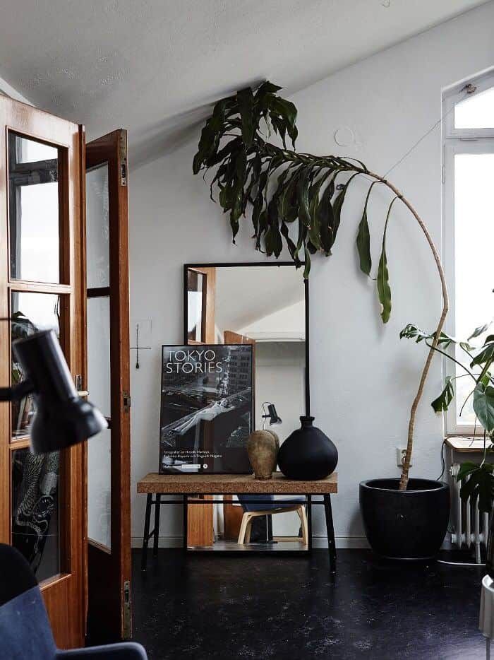 indoor plant care featuring a large single potted monstera in an apartment with black floors. indoor plant care featuring a large single potted monstera in an apartment with black floors.