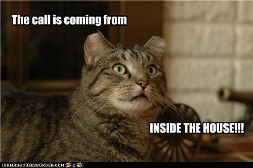 the call is coming from inside the house | Funny memes, Cats, Funny cats