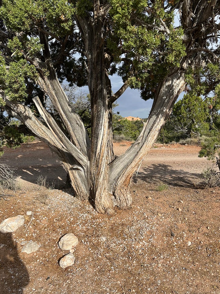Junipers in the Four Corners