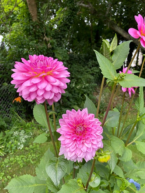 Assorted flowering plants including dahlias, hydrangeas, coneflowers, hyssop, bee balm,