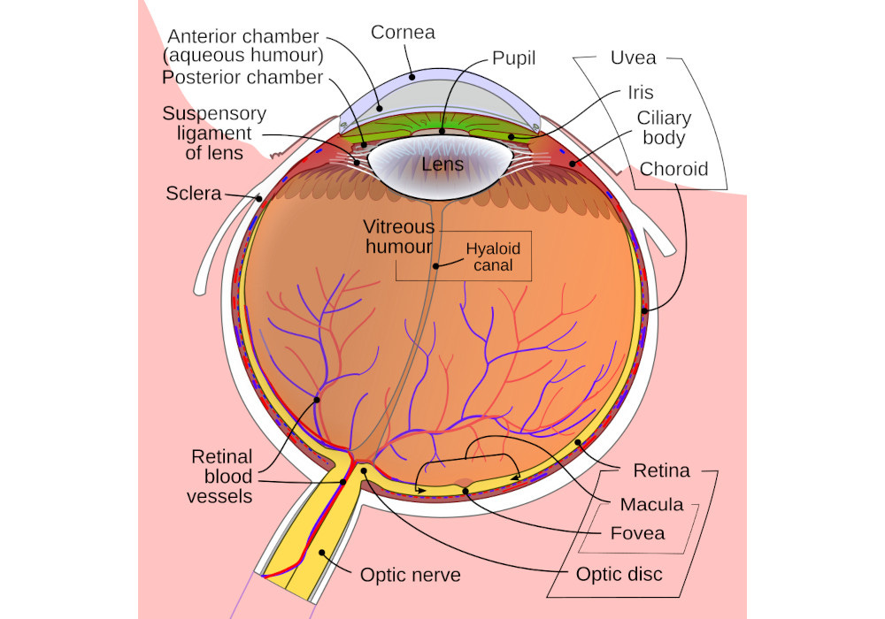 Graphic of human eye, labelled. Notable are retina | macula | fovea, bottom right. Graphic of human eye, labelled. Notable are retina | macula | fovea, bottom right.