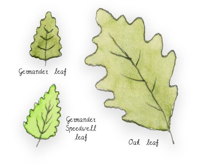 illustration of germander, germander speedwell and oak leaves