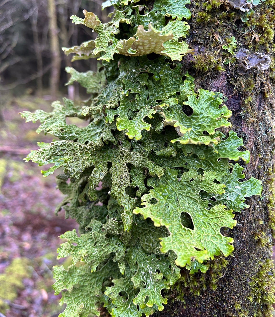 Woodland Wonderings by Sarah Moorcroft