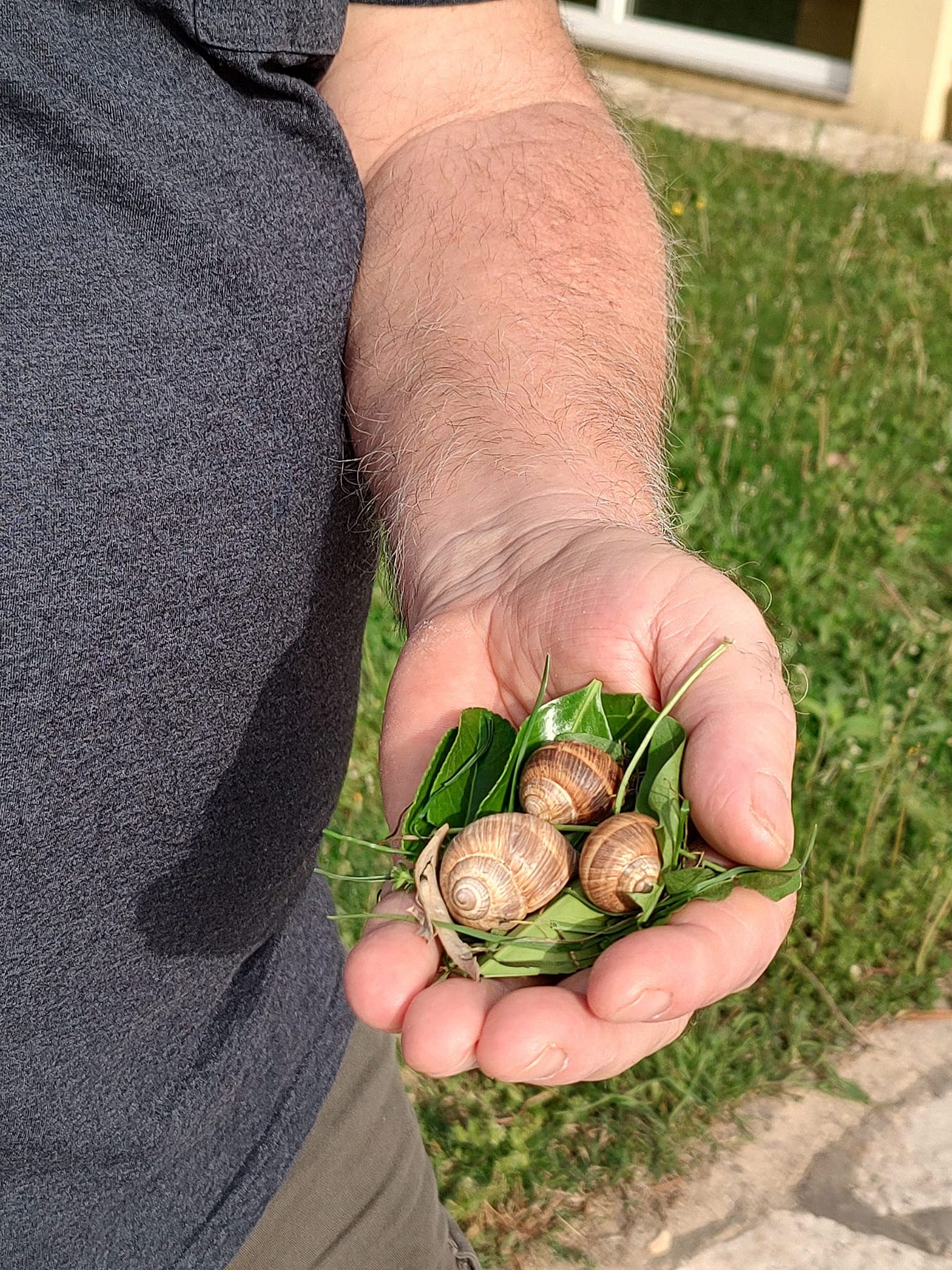 My father-in-law with three garden-variety snails on a bed of leaves