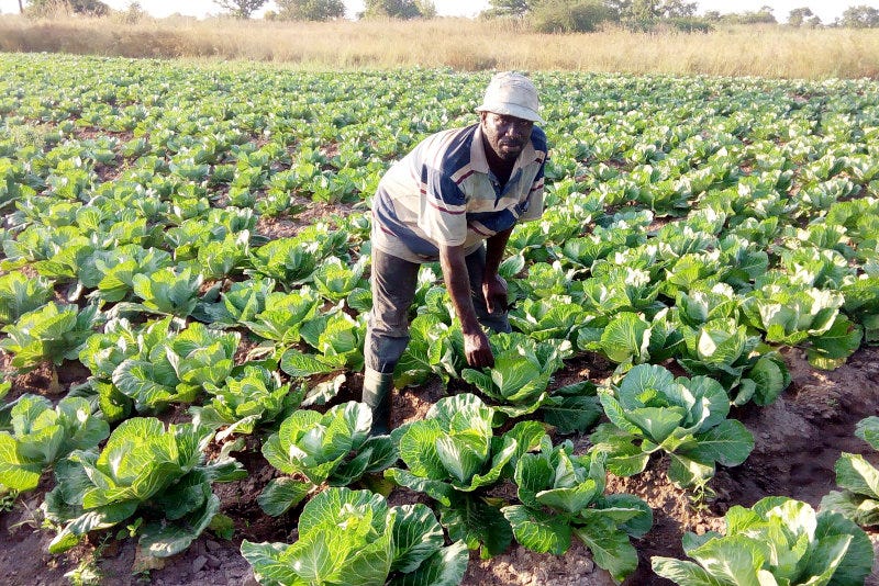 The area surrounding Tamale has strong agricultural potential. The area surrounding Tamale has strong agricultural potential.