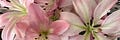Lilly
