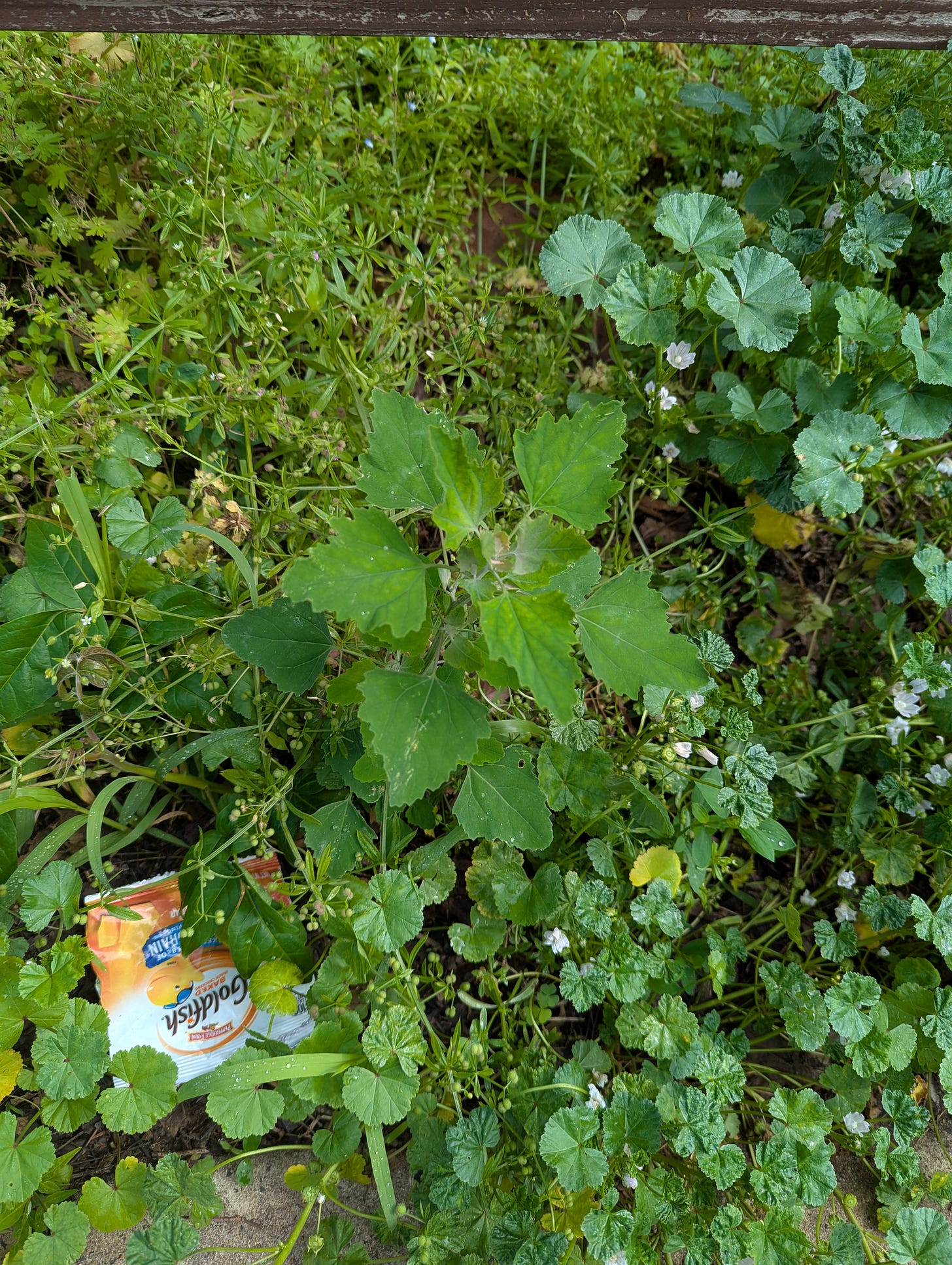 An assortment of plants growing as a weedy patch