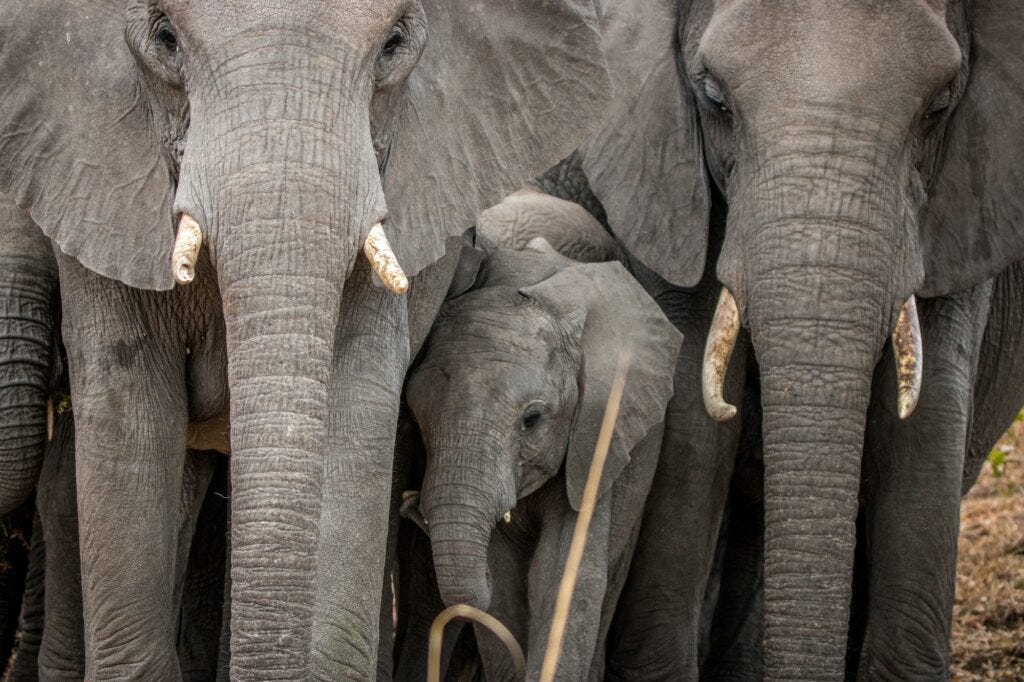 Baby Elephant in between a herd of Elephants. Baby Elephant in between a herd of Elephants.