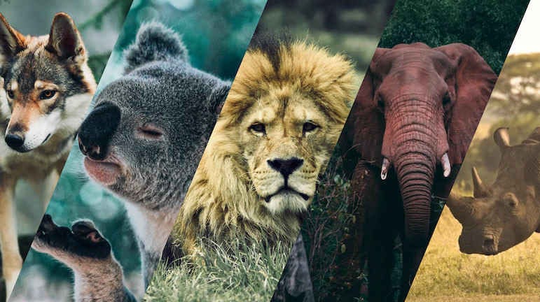 Spirit Animal Quiz – What is your spirit animal ? – Fauna