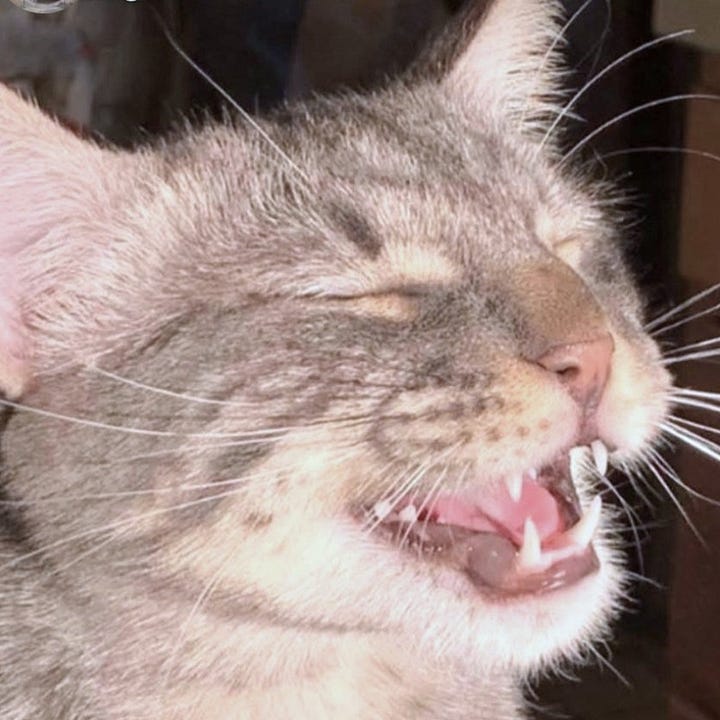 A gallery of four close cropped face photos of Charmin and Cottonelle from images from the post.