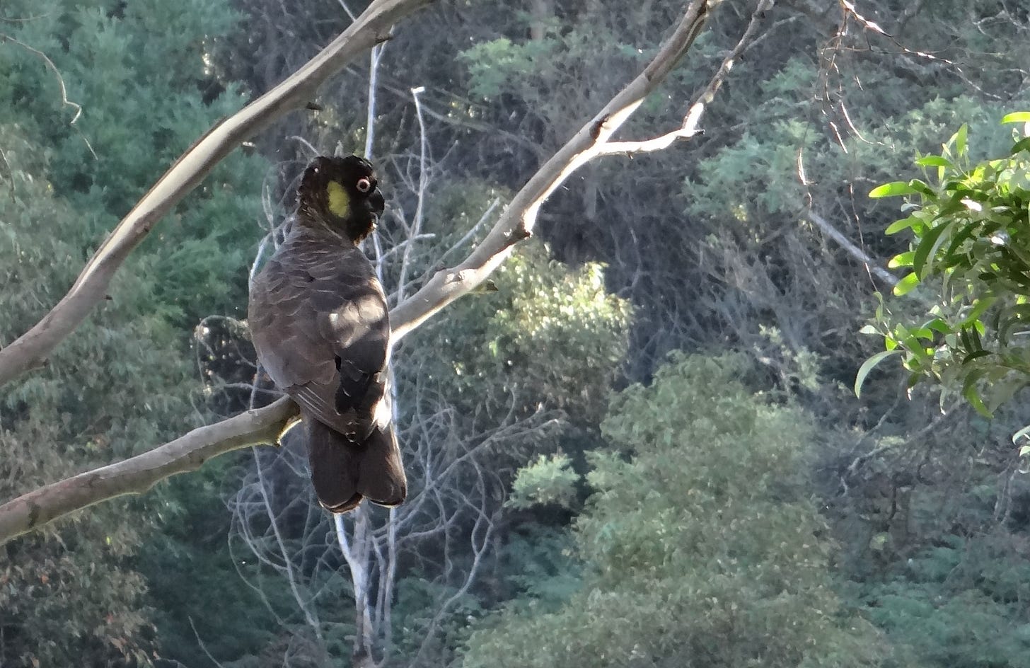 Black Cockatoo in Tasmania