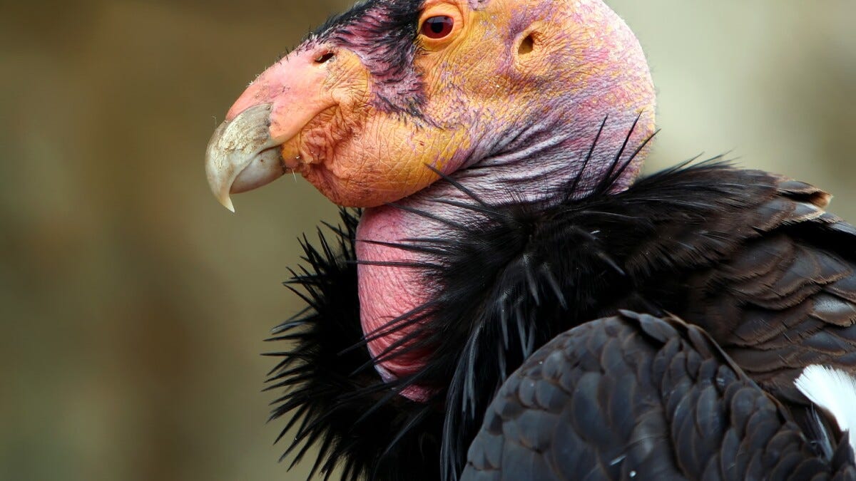 Program To Save The California Condor From Extinction Is Making Strides | KALW Program To Save The California Condor From Extinction Is Making Strides | KALW