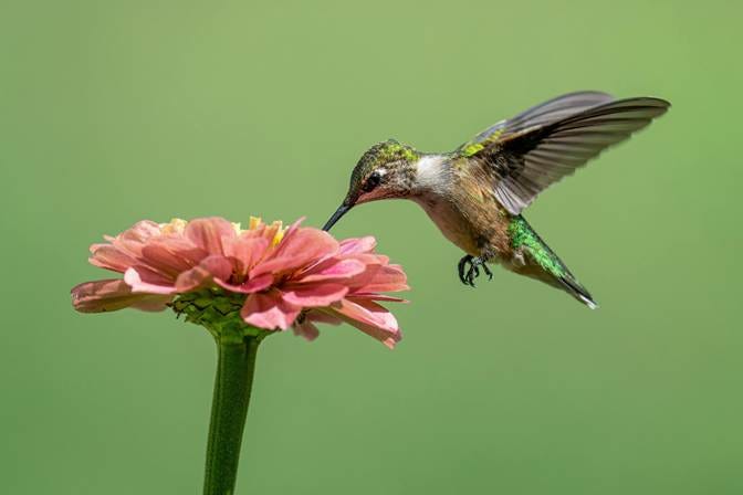 Une image contenant oiseau, colibri, Colibri roux, aile

Le contenu généré par l’IA peut être incorrect.