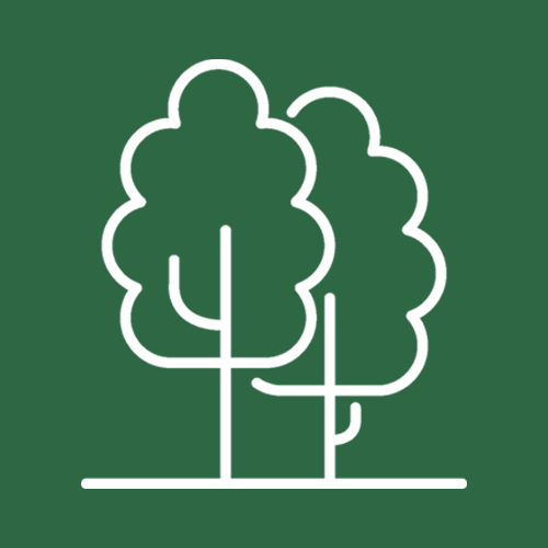 The Woods And The Trees