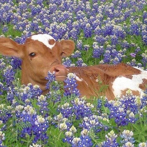 my vibe this summer | Cute baby cow, Cute cows, Fluffy animals
