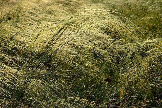 Stipa capillata aka Needle grass Stipa capillata aka Needle grass