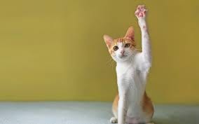 Train your cat to wave goodbye! - Media Animal TV