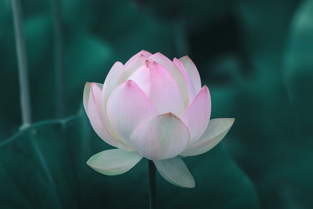 pink lotus flower in bloom pink lotus flower in bloom