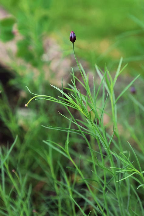 various herb plants from Latin America