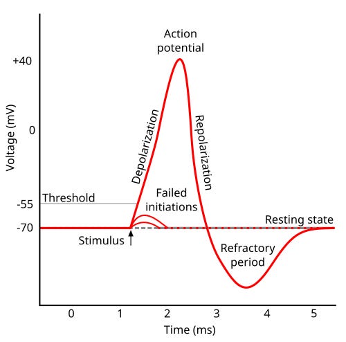 What an Action Potential Is - neuroscience, explained