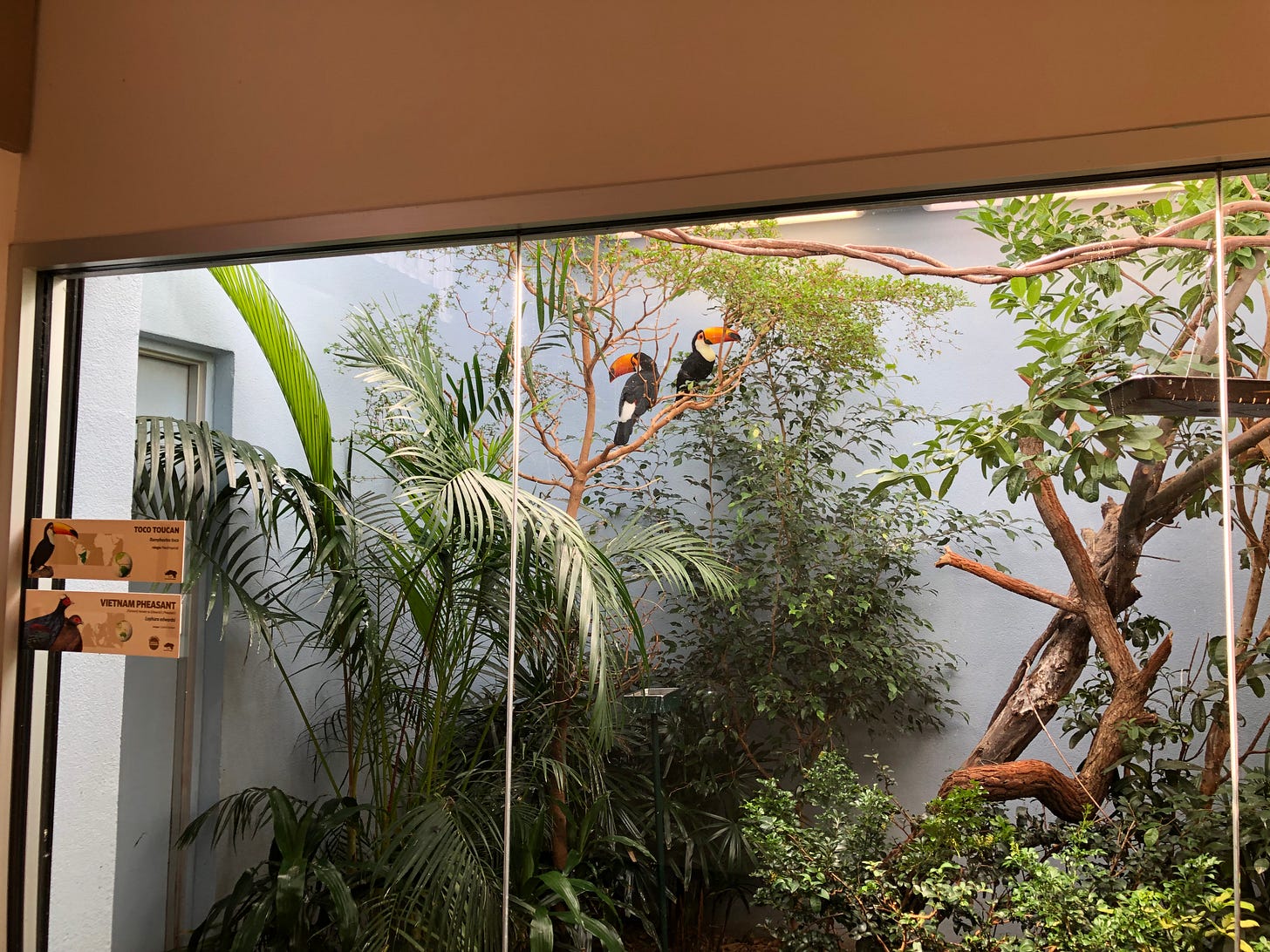 two toucans sitting in a tree