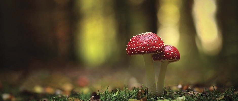 Mushroom magic: 5 ways fungus-based technology will change the world
