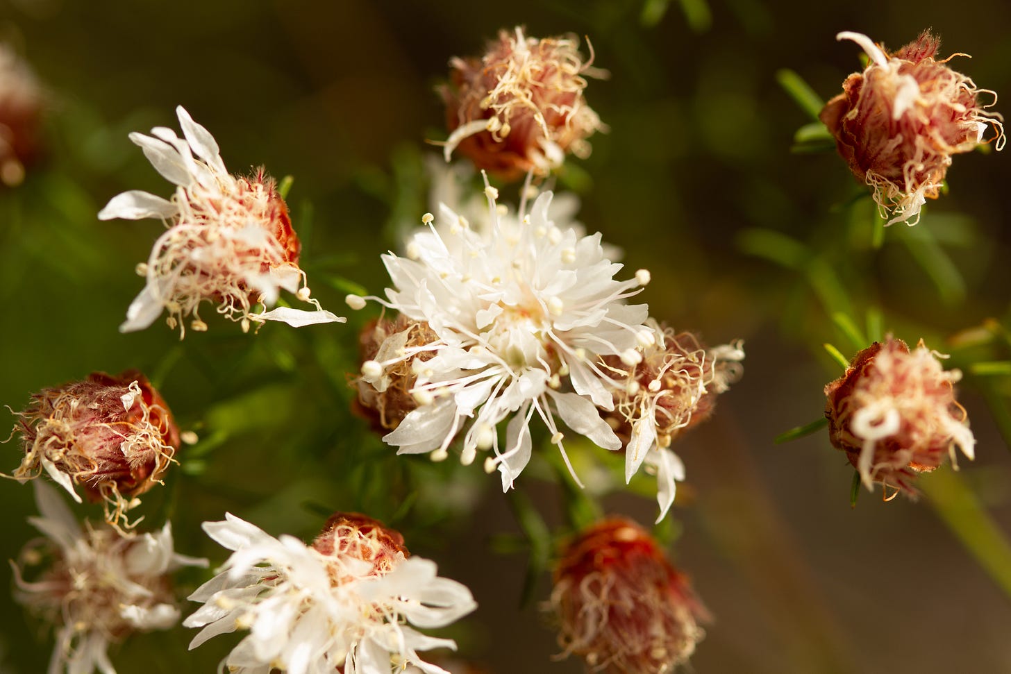 Close-up of many flower-heads of Summer Farewell