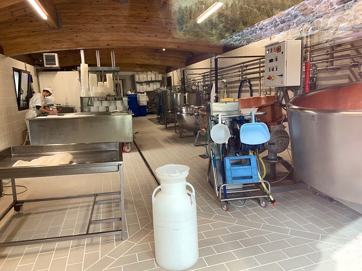 The milking of sheep and cheeses that mature in a special climate.
