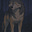 Stray's avatar